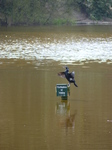 FZ014122 Cormorant on pole.jpg